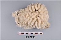 藏品(珊瑚化石)的圖片